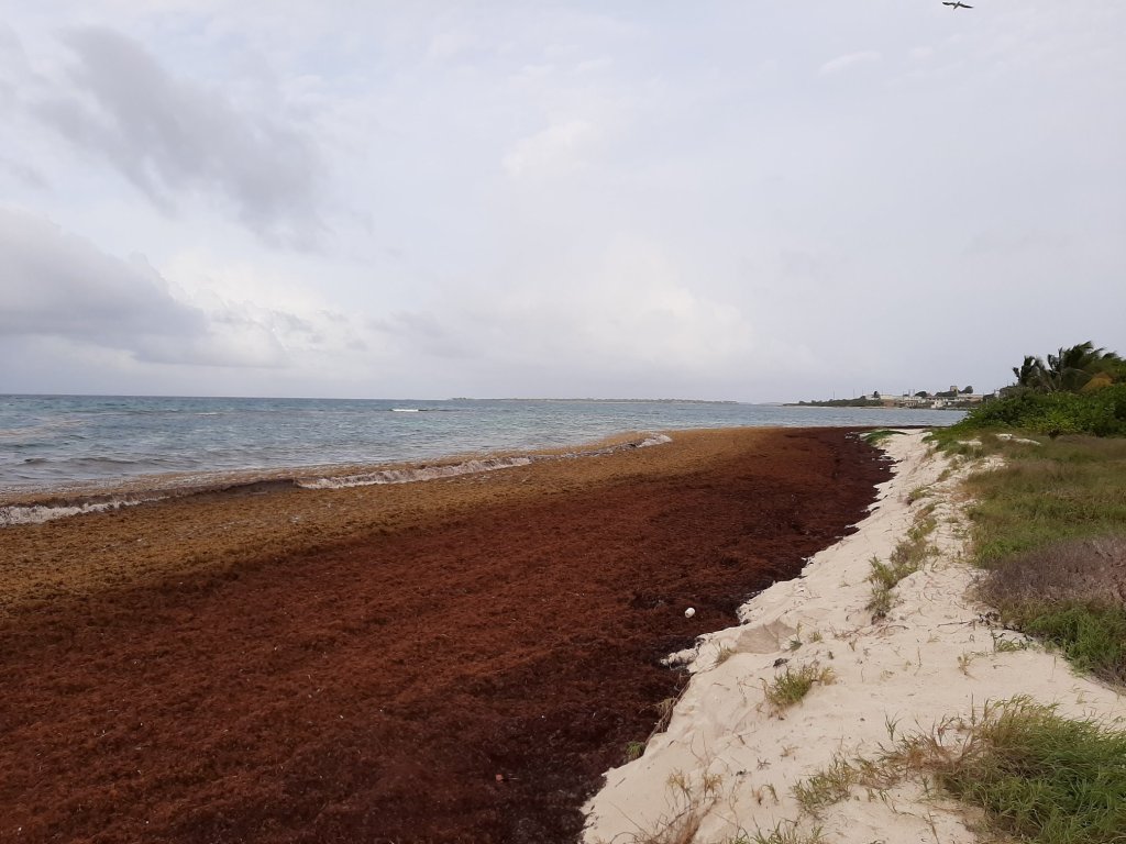 Sargassum Seaweed to be Turned Into Useful&nbsp;Products