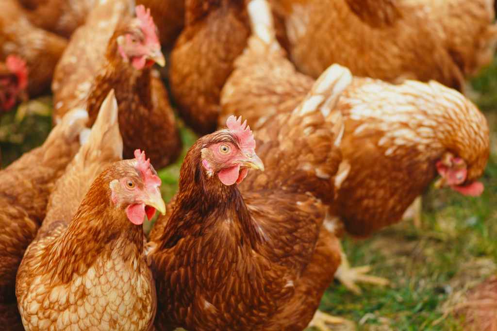 Ministry of Agriculture Monitoring Highly Pathogenic Avian&nbsp;Influenza