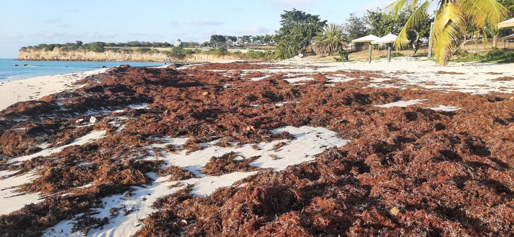 Video: Sargassum Seaweed At Fort James Beach&nbsp;(Antigua)