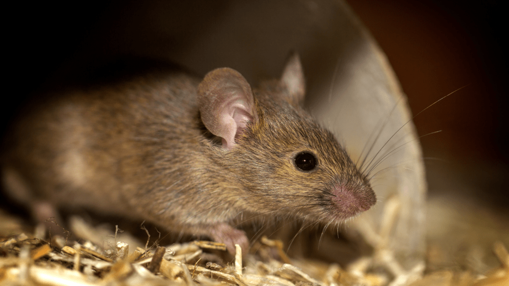 CBH Provides Safety Tips for Rodent&nbsp;Control