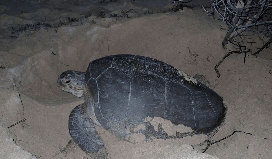 Turtle Nesting Season Officially&nbsp;Begins